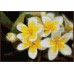 NR-62х Картина (Желтая плюмерия) Алмазная мозаика 29.5x20.5см, 25 цветов