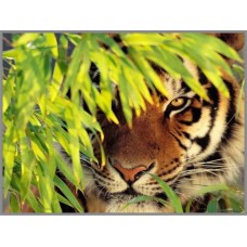 N-207 Картина (Тигр в засаде) Алмазная мозаика 28x20см, 18 цветов