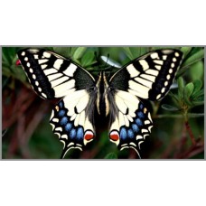N-313 Картина (Бабочка Тизания) Алмазная мозаика  29x19см, 29 цветов